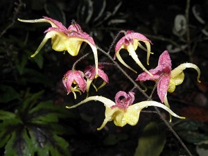 Epimedium.info