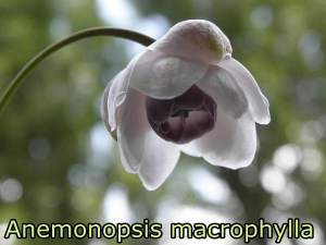 Anemonopsis_macrophylla_3x2.jpg