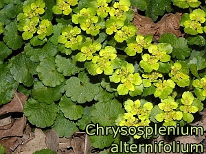 Chrysosplenium_alternifolium_3x2.jpg