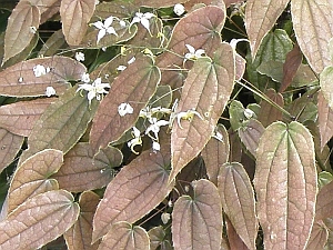 E.acuminatum.Yellow_Form_3x2.jpg