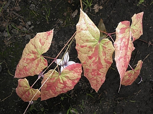 E.acuminatum_leaves_01_3x2.jpg