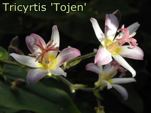 Tricyrtis_Tojen_3x2.jpg